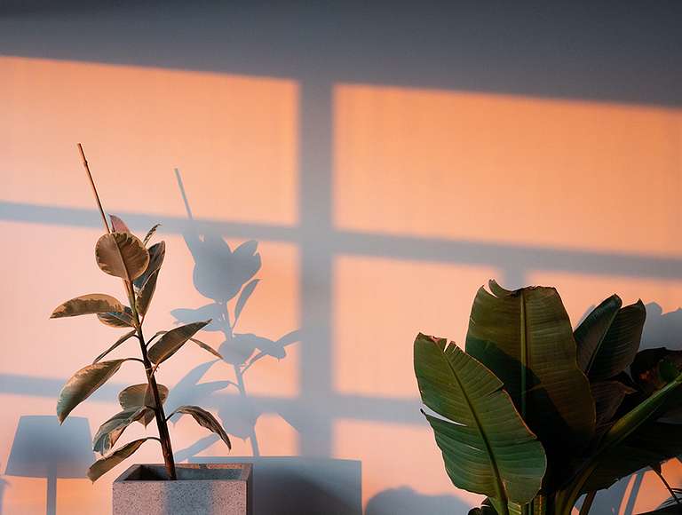 Sunlight